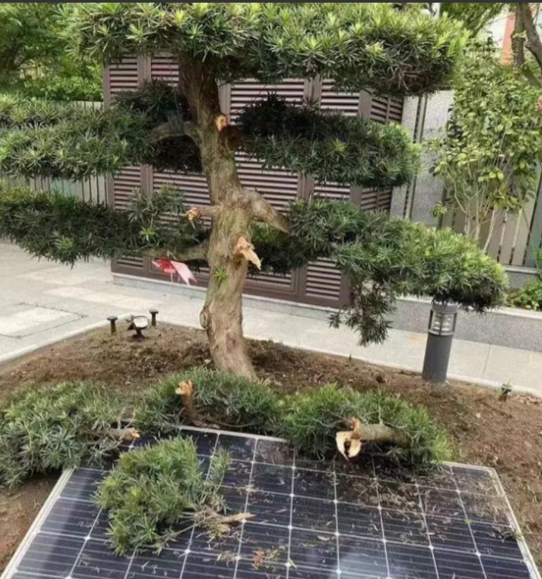 “这比抢钱还快！”2021 年，江苏有个男子花 6 万多买了棵罗汉松，种在老家院