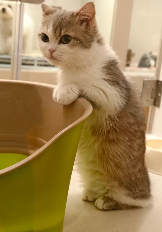 猫咪的萌萌哒行为