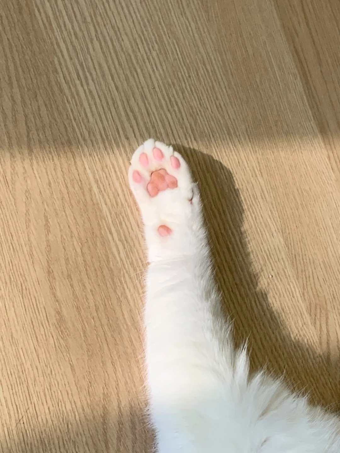 现在网上的姨姨真好骗
一个爪子就被骗来了吧
以为在网上遇到什么软萌可爱小猫了吧劝