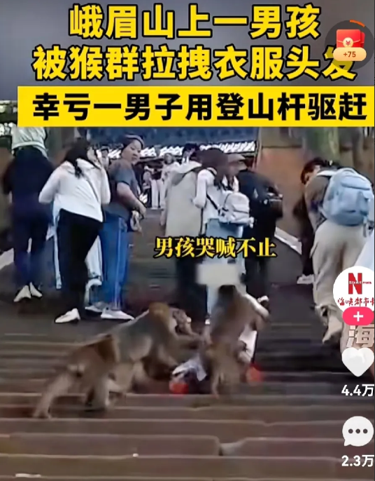 我们国人是怎么了？一个儿童被猴子扑倒、撕扯，衣服都撕破了，孩子吓得哇哇大哭，一群