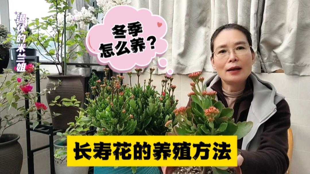 长寿花的养殖方法：冬季怎么养？#多肉 #养花小知识 #花卉绿植