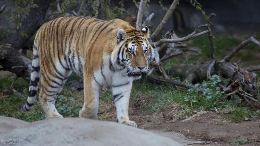 甘肃一老汉误入猛虎领地被围堵，凭一根钢叉死守悬崖