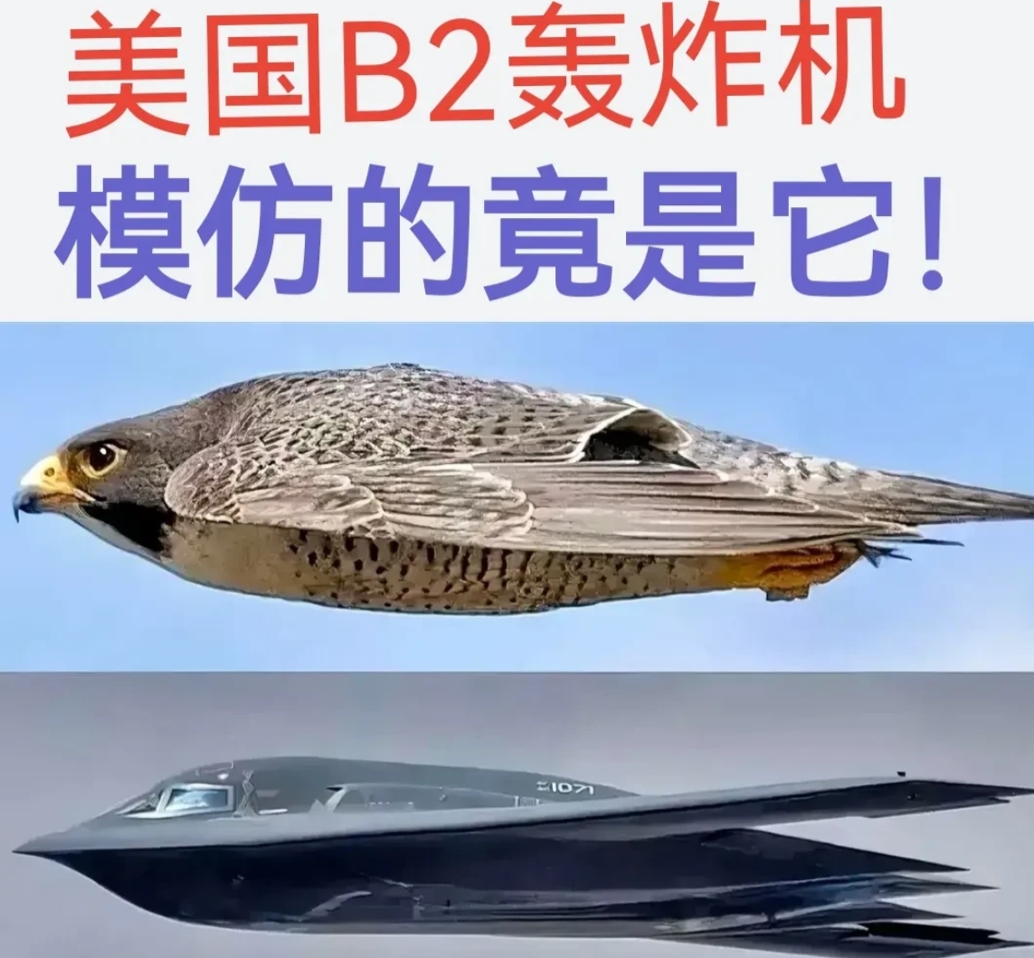 鹰隼是世界上飞行最快的鸟类之一，隐身性和气动性非常完美，难怪美国B2轰炸机外形几