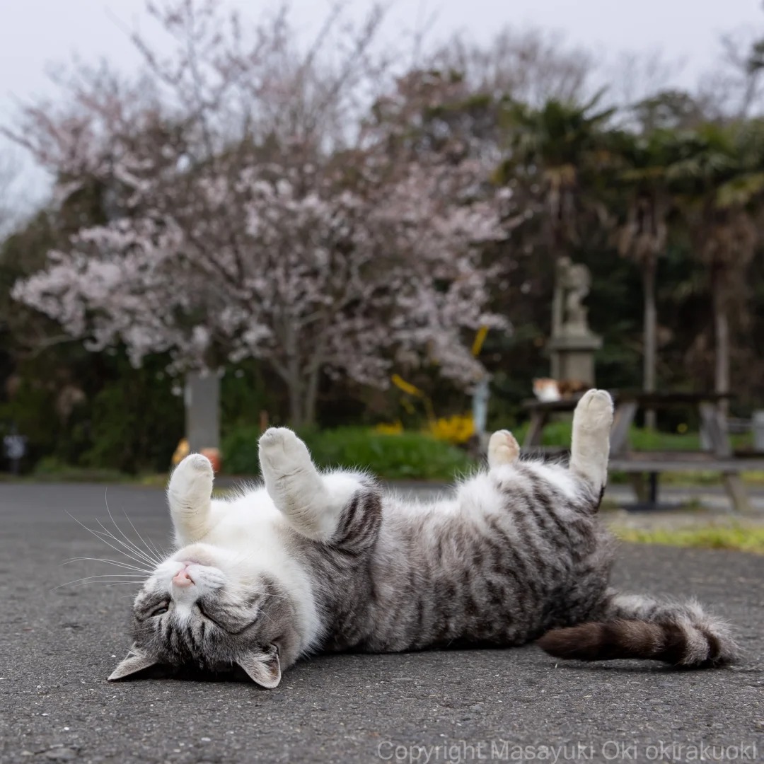春天是四脚朝天🌸
我是冲昌之(Oki Masayuki)
我是日本的专业猫摄影