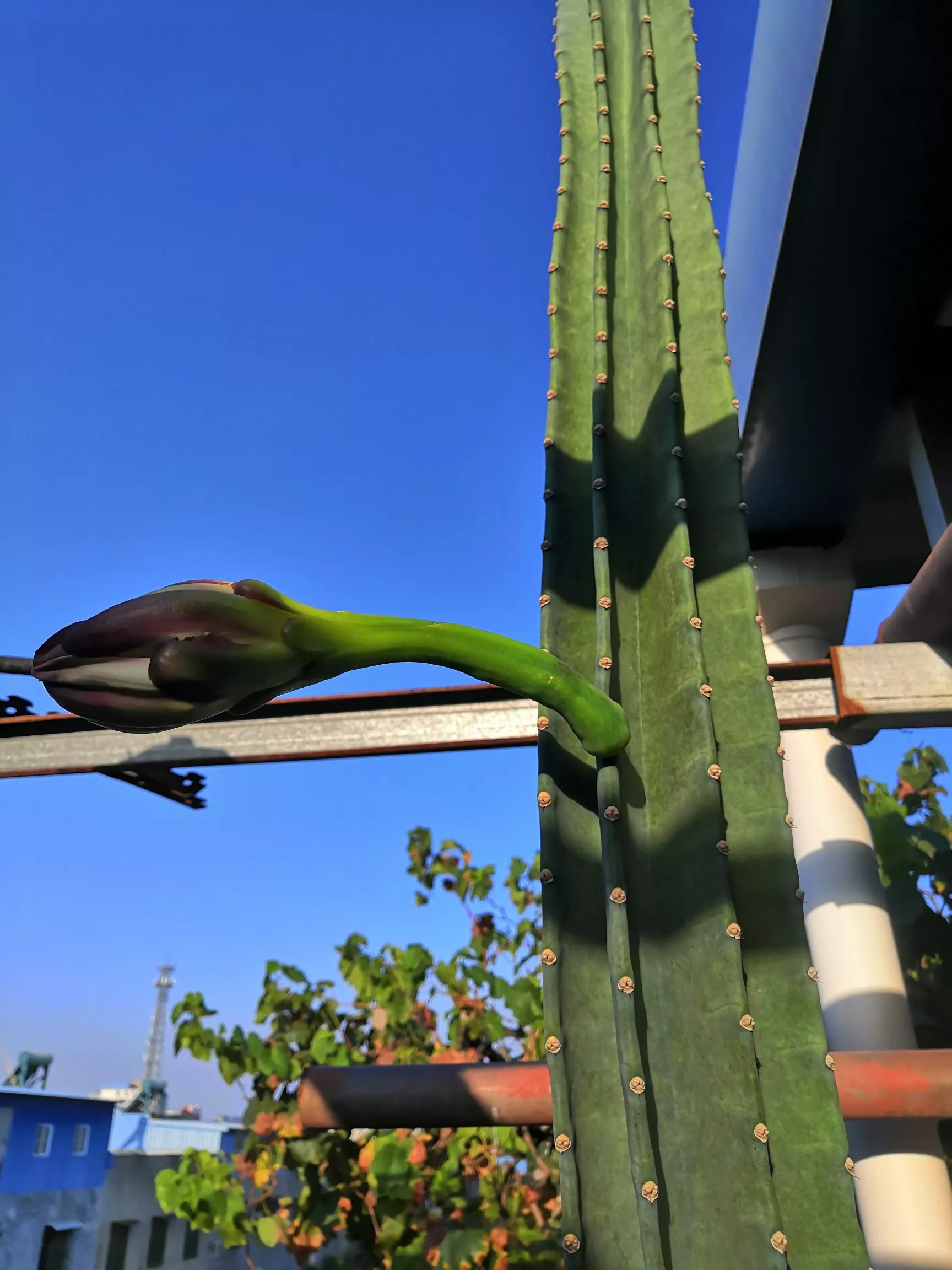 记录真实生活
今早起床来到楼顶，忽然发现我家的量天尺有二大变化：
1.是我大概有