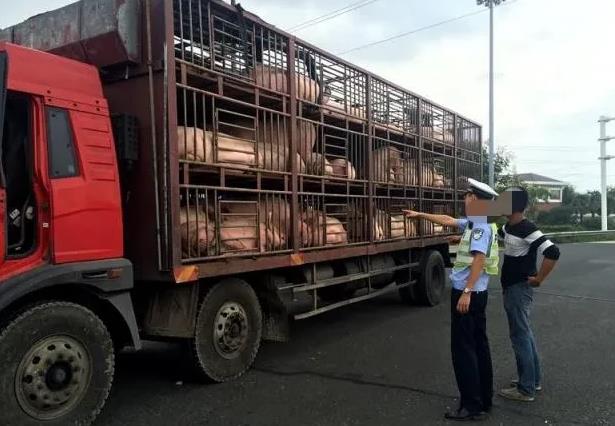 云南昭通，四川男子在当地一镇购买了18头生猪，因没有检疫合格证被当地交警拦下、移