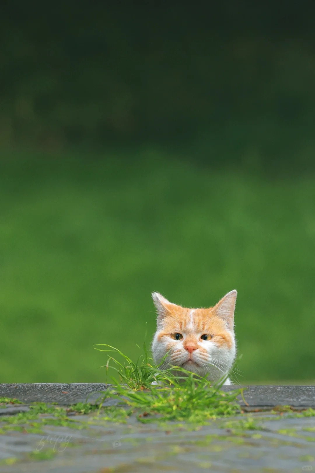 我又一次被小猫成功逗笑了…………
这两天遇到的猫都是懂幽默的