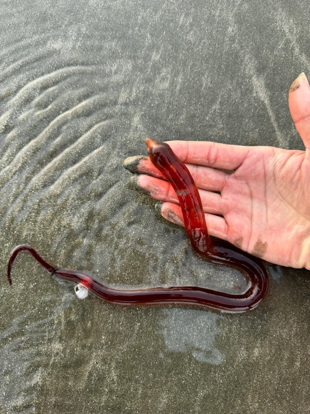 这是龙吗？？？海边看到的