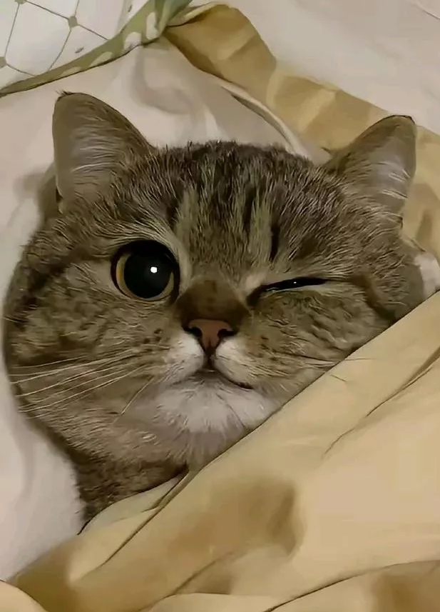 我家猫咪晚上睡觉，只要我一打灯，人家就睁一只眼闭一只眼，那样子即可爱又滑稽。
