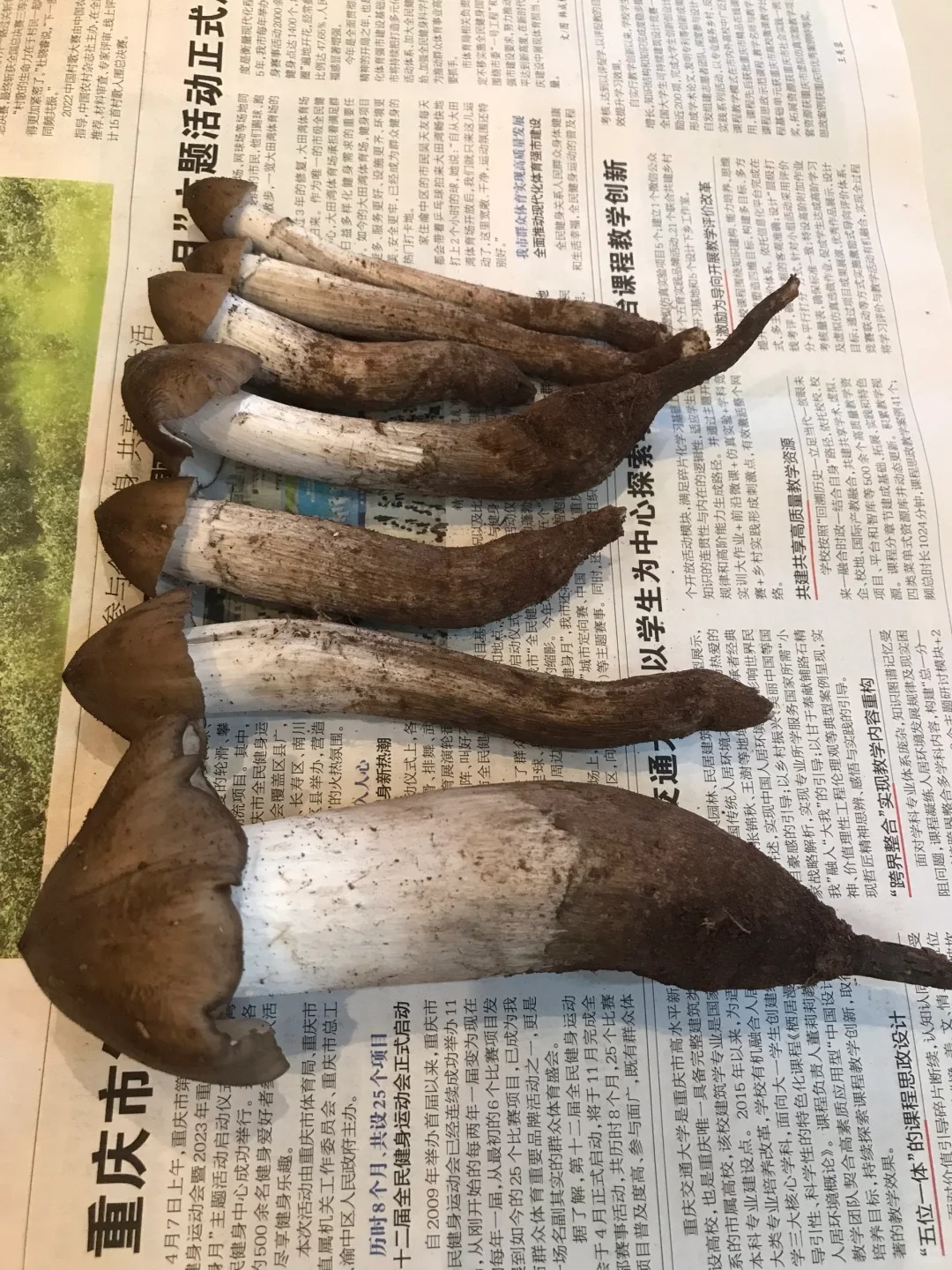沙坪坝三指宽的精品肥硕黑皮鸡枞已出
重庆人真的太有口福了
