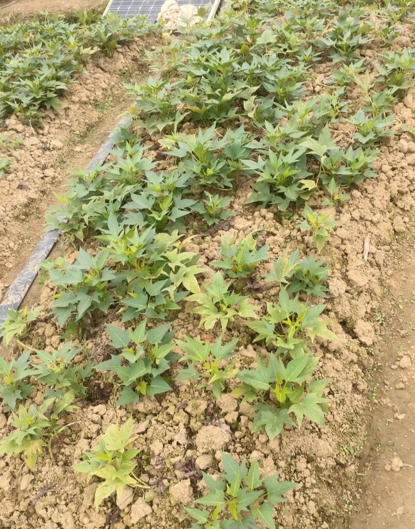 请教一下农民朋友，这个叫什么菜名？坐标广州