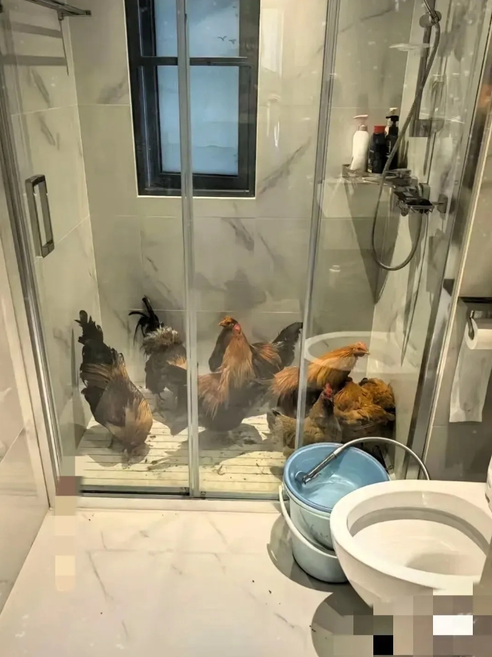 回乡下拜了趟年，一家亲戚给一只鸡，这是怕我在城里没鸡吃吗？