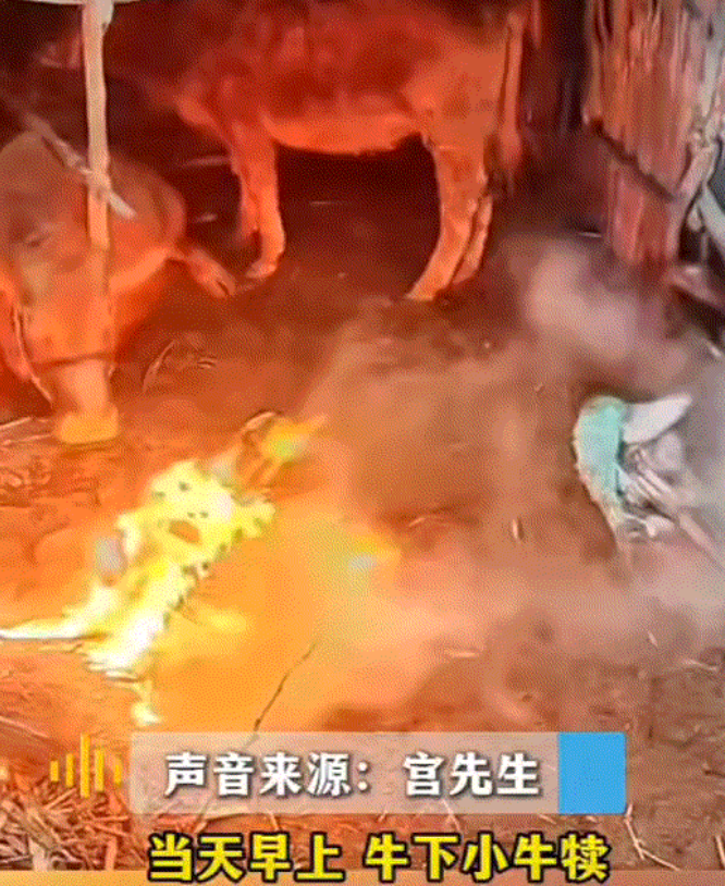辽宁大连，一男子家母牛早晨产仔，因天气寒冷，男子家便在牛棚前给母牛和小牛犊生火取