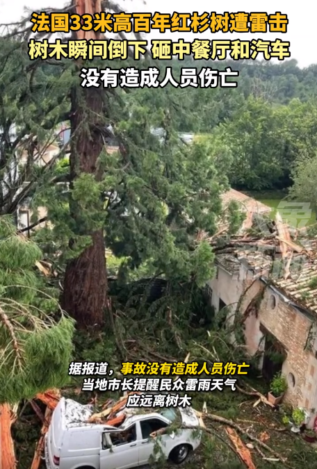 这是渡劫吗？法国一棵百年红杉树遭雷击，瞬间倒塌，被监控拍下。

这棵树长在在德塞