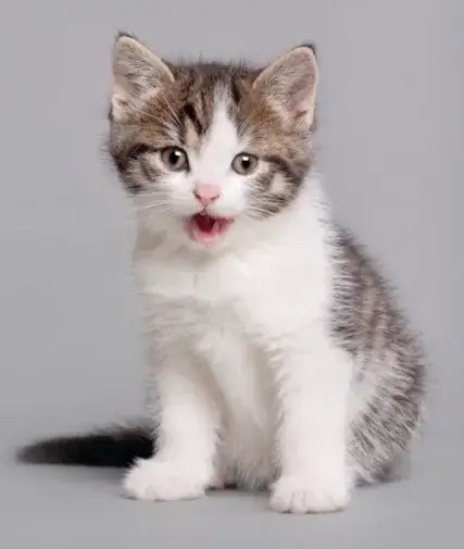 邻居大姐家养了3只猫，她女儿前些日子猫毛过敏，哮喘不舒服，她居然让女儿去爷爷奶奶