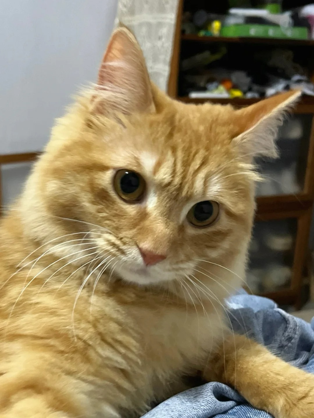 冷知识：这种白嘴橘猫不能养
咔咔拆家，每天都有新的物品逝去！