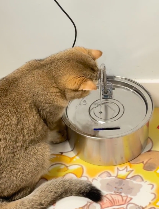 猫咪一边洗头一边喝水，是饮水机的设置有问题还是我家猫太笨！