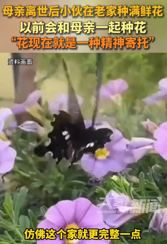 母亲在世时和小伙一起种花，离世后小伙依旧会回家进行种花，称种花时候感觉妈妈在身边
