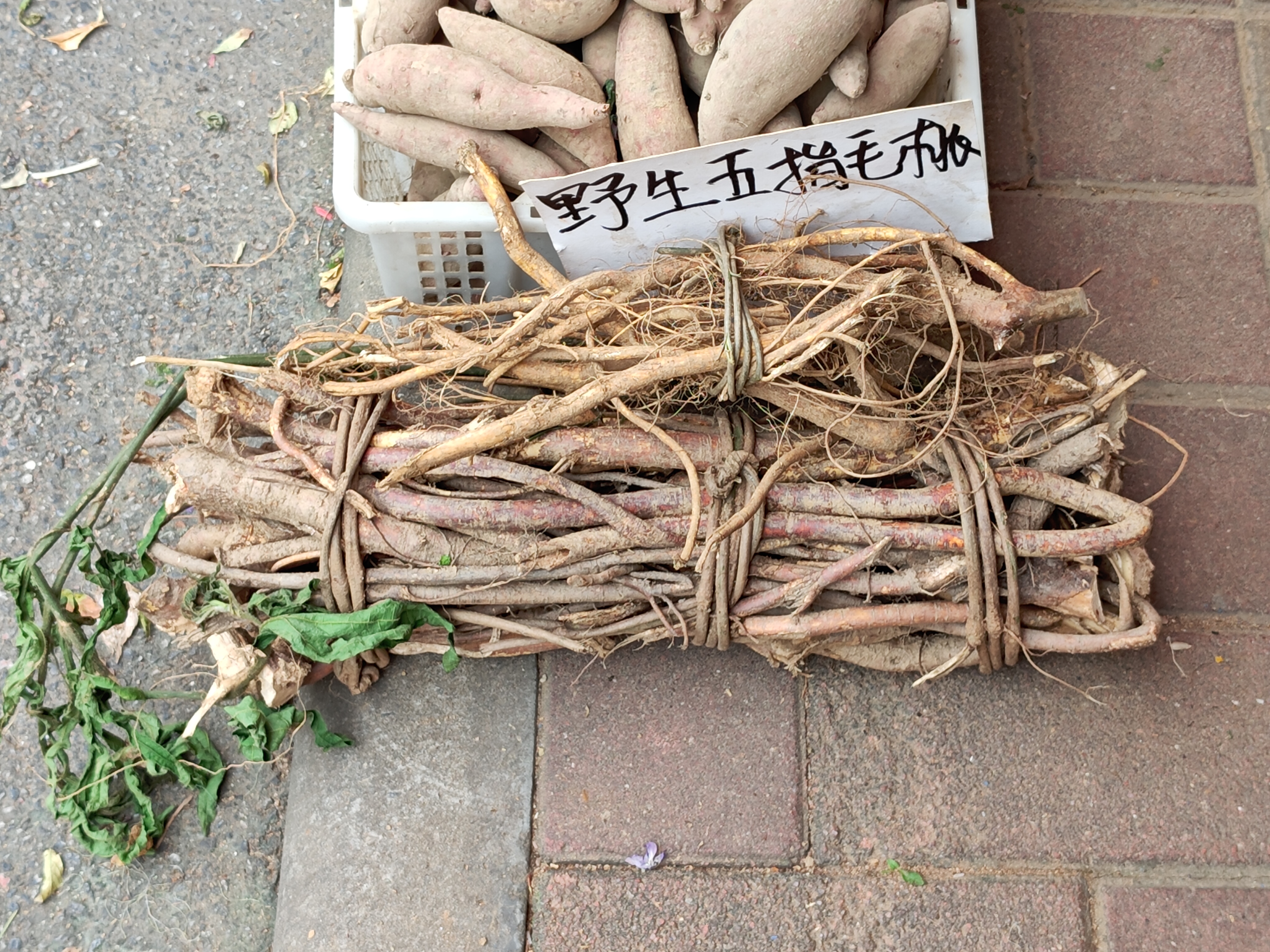 野生五指毛桃根（图一）和种植的五指毛桃根（图二），图一摄于连州（粤北）特产店。#