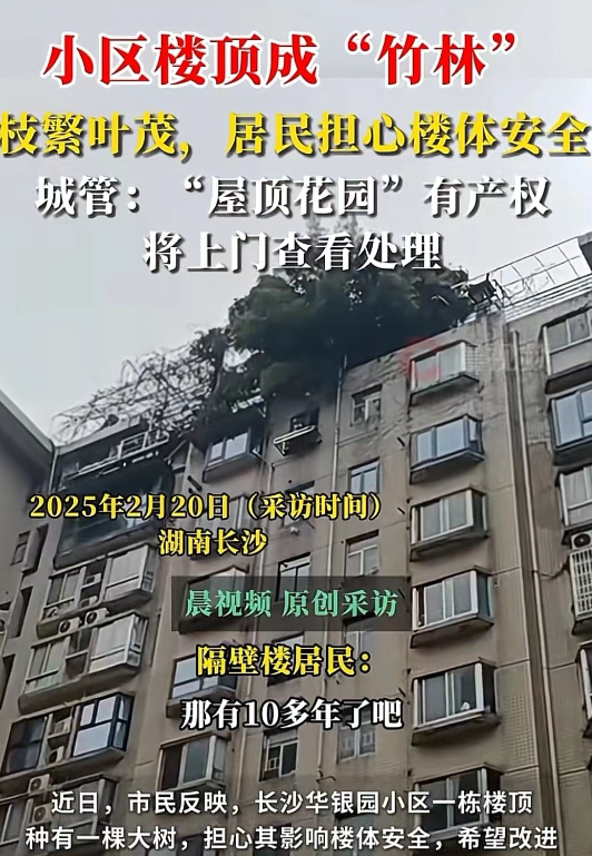 “在楼顶种10米多高的树，过分了！”湖南长沙，一栋楼房的楼顶，郁郁葱葱，楼顶上的