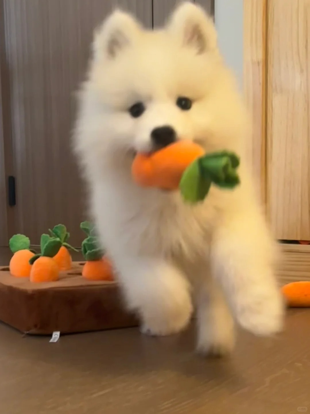 “🐰兔子警官来咯”
宝宝拔了一上午萝卜😊我插了一上午萝卜
每拔一个都要让我！