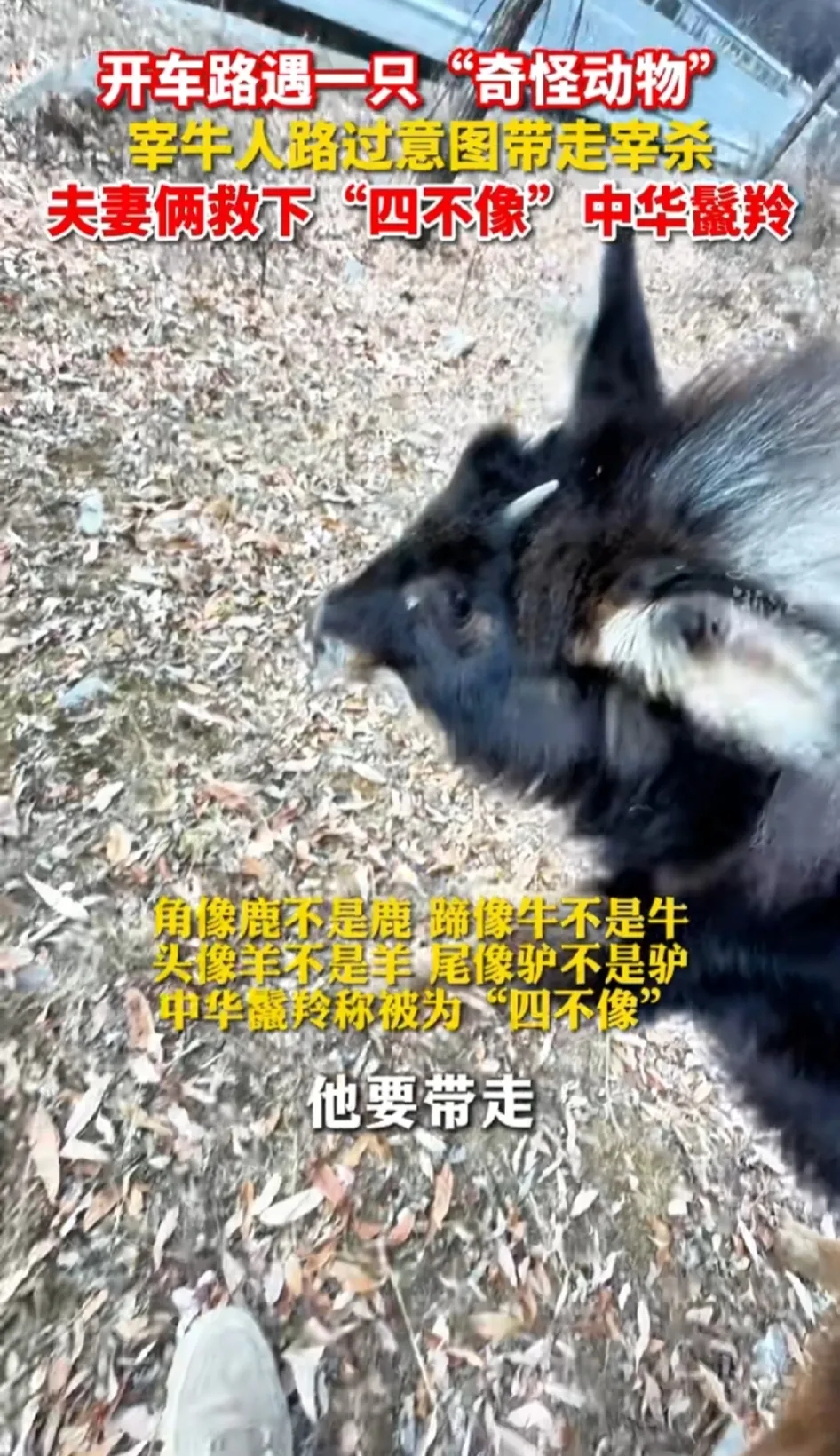 四川甘孜州，夫妻俩在路边发现一只受伤的“四不像”动物，它精神状态很差，两人准备救