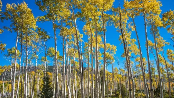世界最大树木、最重生物体：潘多正走向消亡