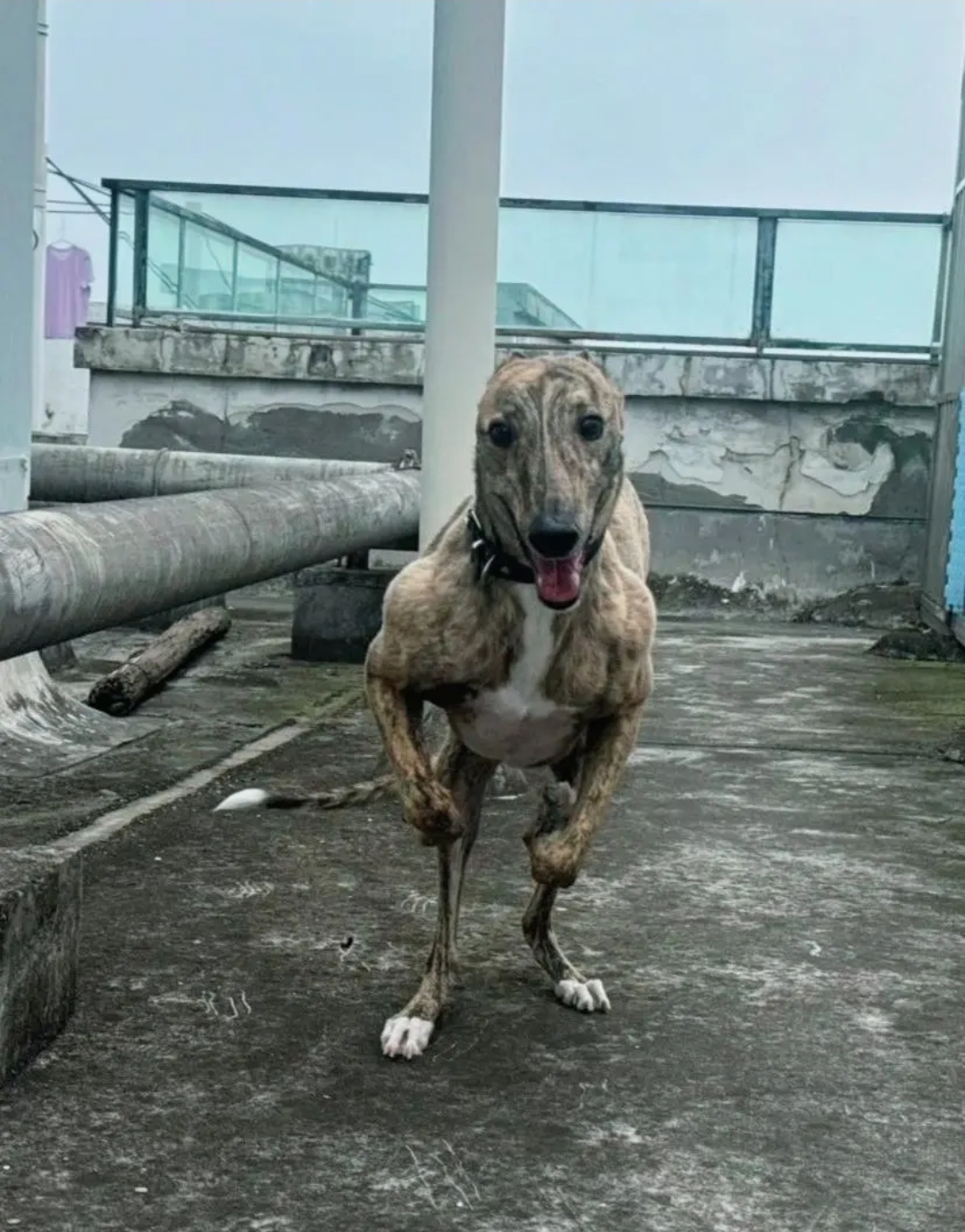 看完图片，谁还敢说格力犬是细狗吗？
大灵缇犬为了跑得更快，进化出来流线型的身体、
