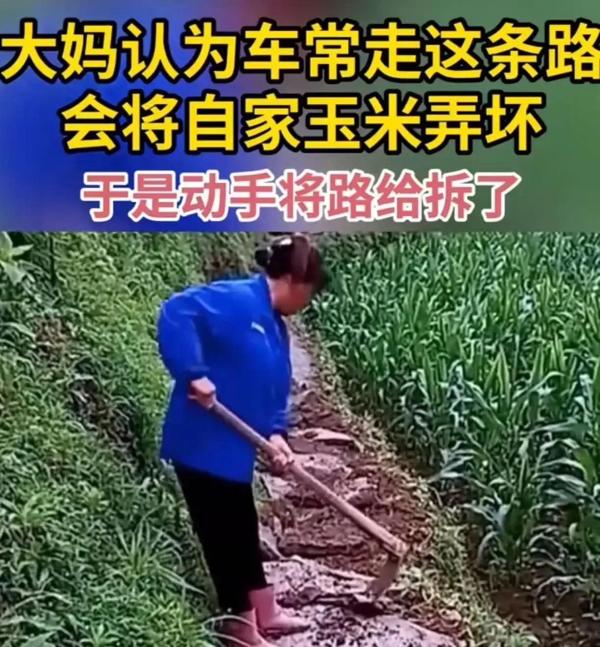 大妈认为村民常走这条路，会将自家的玉米弄坏，于是动手将路给拆了！网友：什么是愚昧