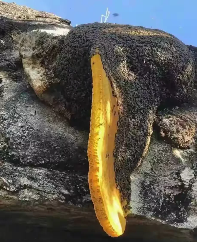 在新疆，有个牧民在山上放羊的时候，偶然在一块石头上发现了一块金黄色的东西。这东西