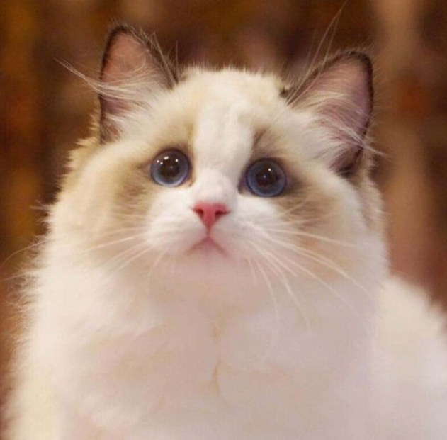猫咪分娩小知识，征兆应对不求人