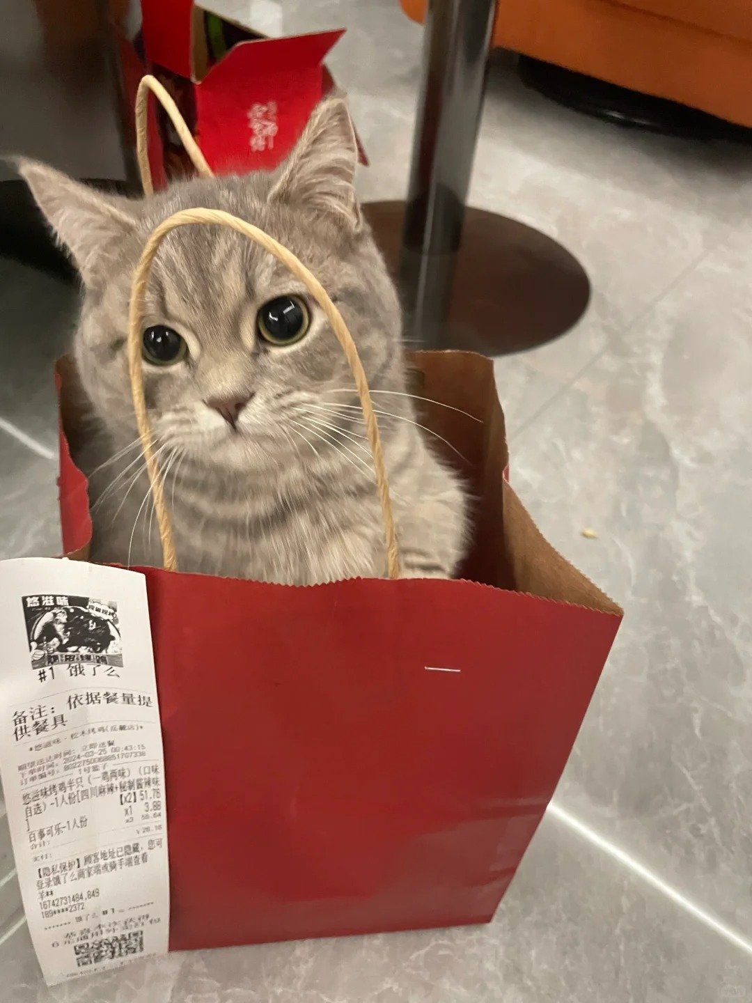 猫需要同类吗？
感觉小猫不开心，不知道家里多一只小猫和它玩会不会好一些！看了太多