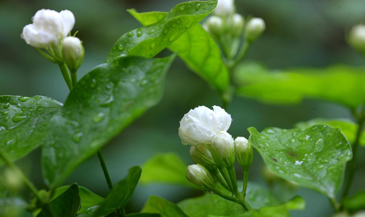 

茉莉花是一种特别好看的花卉，它的叶片翠绿带有光泽，花朵洁白素雅，可以散发出一