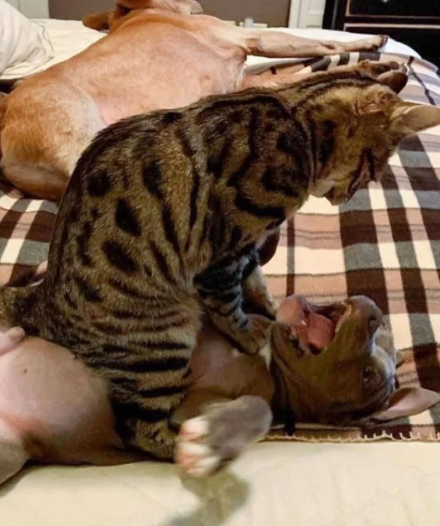 当狗被猫欺负时
