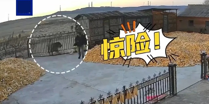 专家：入村伤人老虎可能来自俄罗斯
根据北京师范大学的监测，佳木斯、牡丹江靠近边境