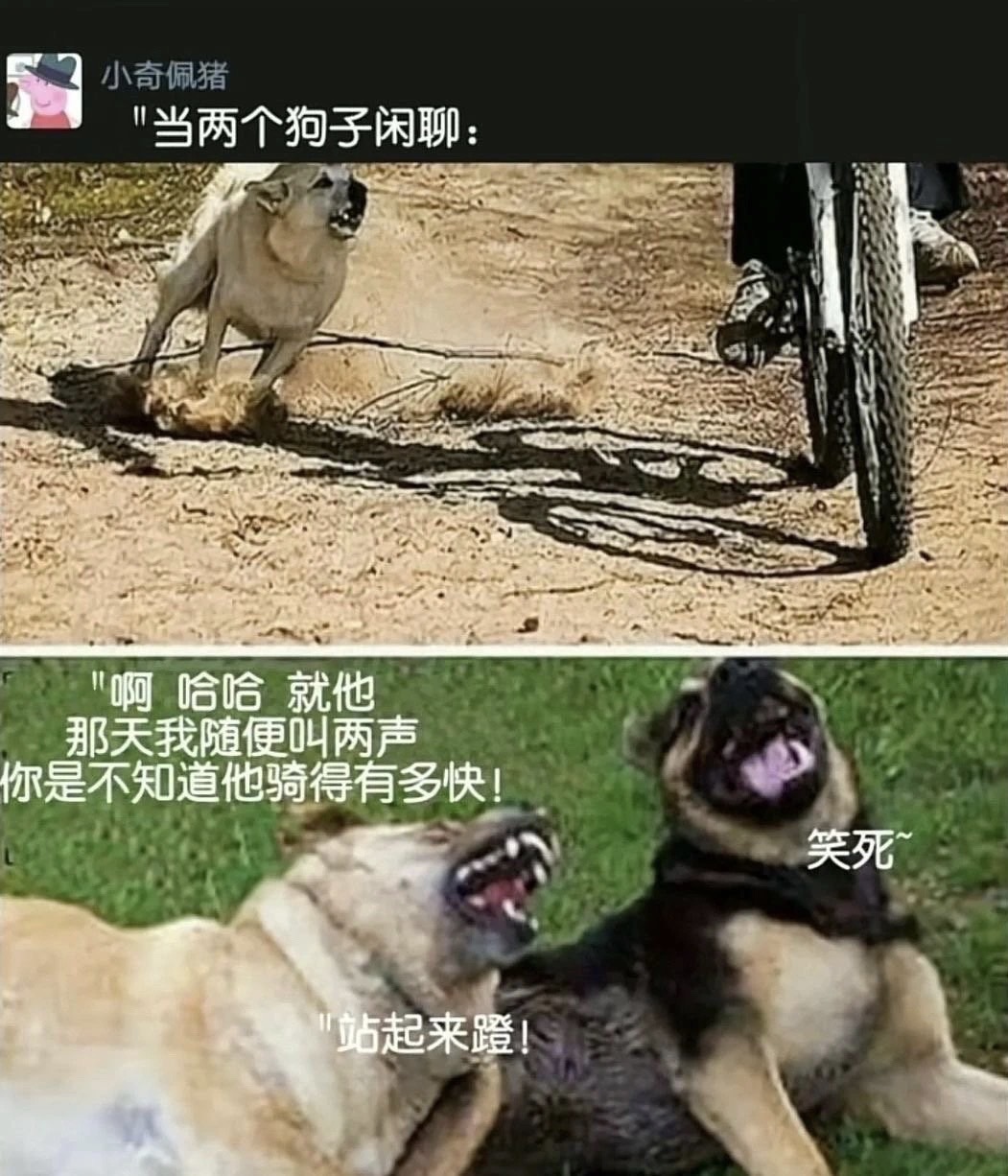 当两个狗子闲聊时