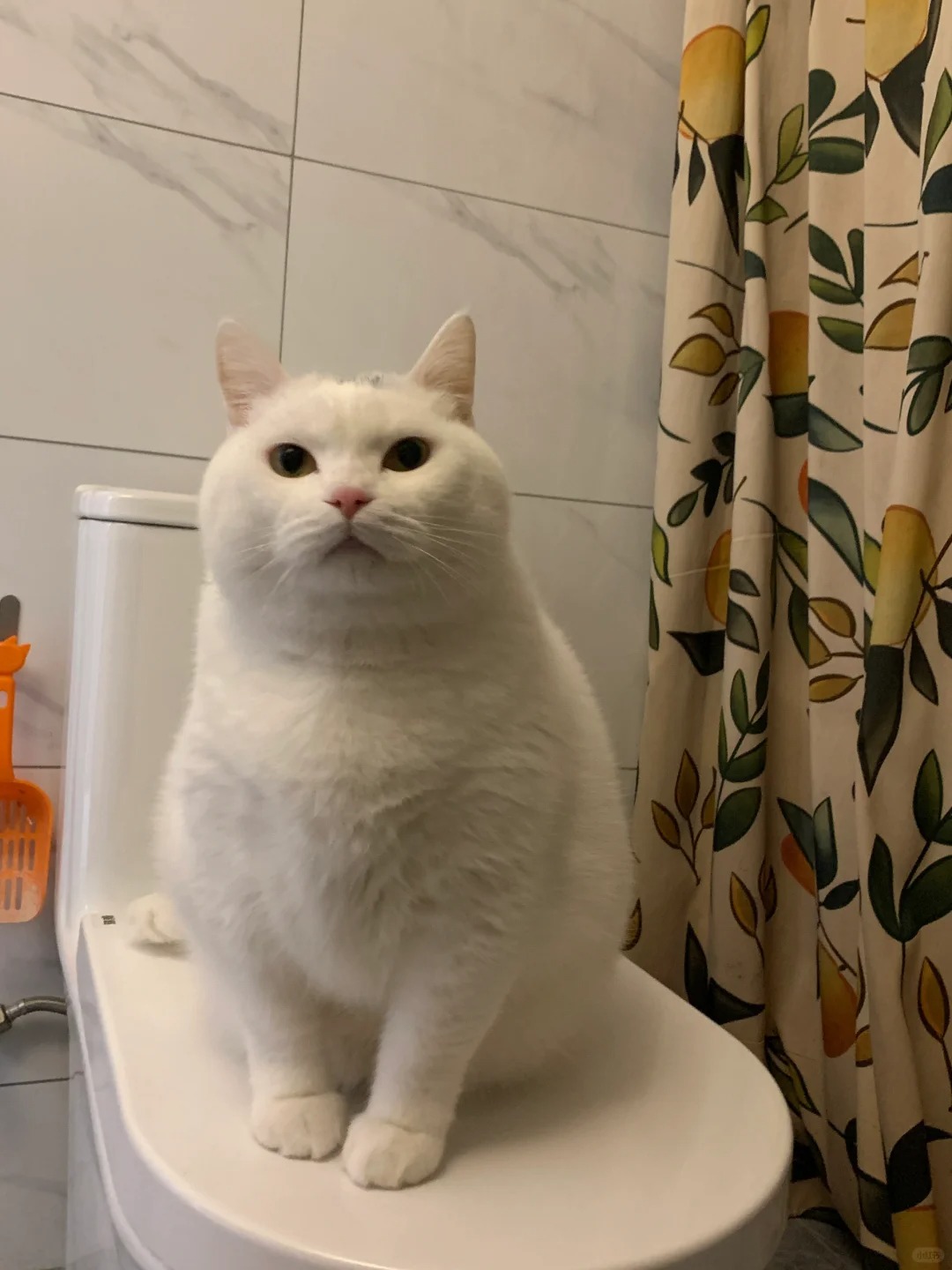 谁家小猫坐这么端正吖~
大哥你上不上🚽，不上先让我。