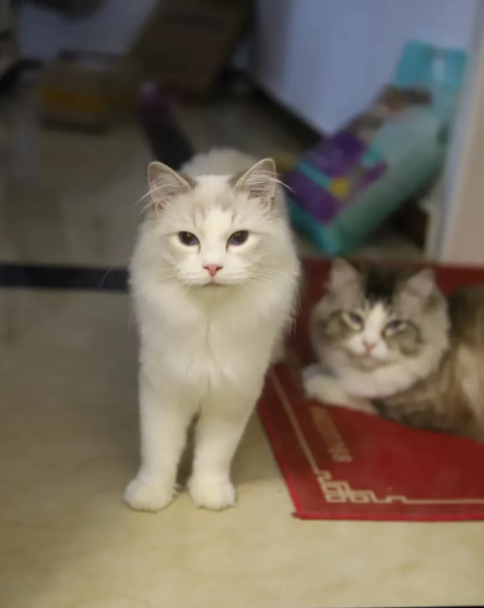 陕西西安，女子在猫咖与猫互动时，被猫抓伤，猫咖经营者不予理赔。女子告上法庭，索赔