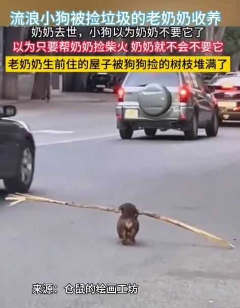 在2024年的某个清晨，一只小狗在大街上孤独地徘徊，嘴里紧紧叼着一根柴火。谁能想