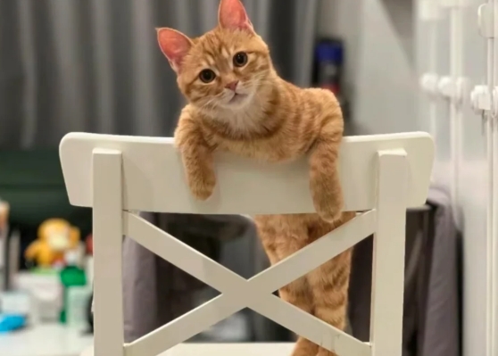当家里来了陌生人时的猫猫，谁懂啊，社恐的毛孩子好可爱。