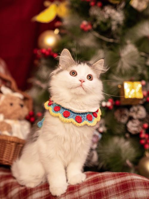 猫咪走失，回家的路充满未知，预防是关键