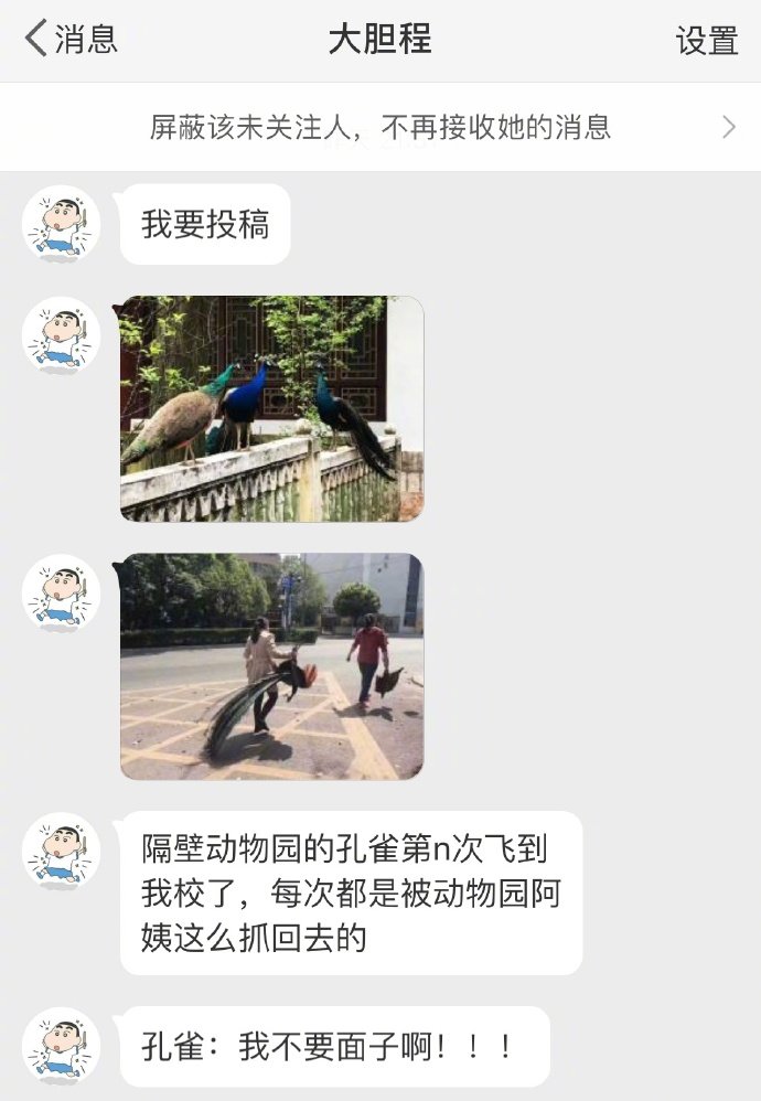 孔雀：我不要面子啊