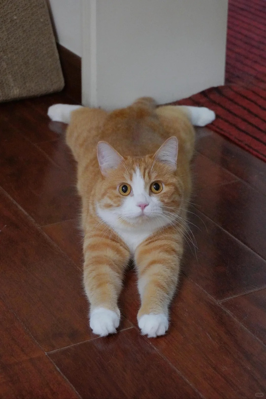 正经猫猫会这么趴着吗？？
难道它这么趴着腿都不麻的吗？