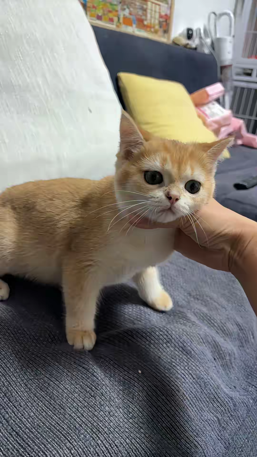 现在猫咪经济有多差
400元金渐层都没人要
看来大家真的没啥钱了
难道要白送吗[
