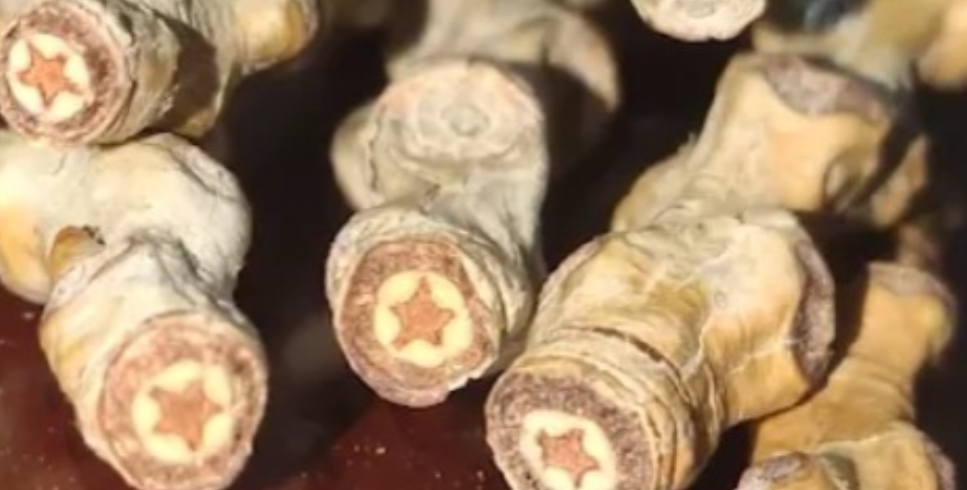 新疆，一女子去烈士陵园祭拜，顺手捡起一根树枝掰开后，竟发现里面有“五角星”，网友