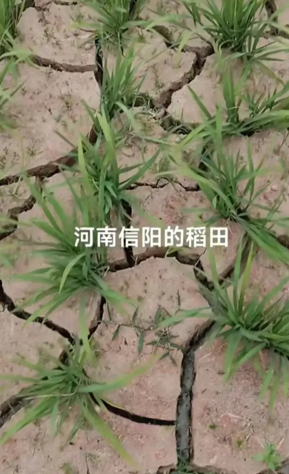 面对如此严峻的干旱形势，河南省气候中心已发布干旱橙色预警，政府及相关部门迅速响应