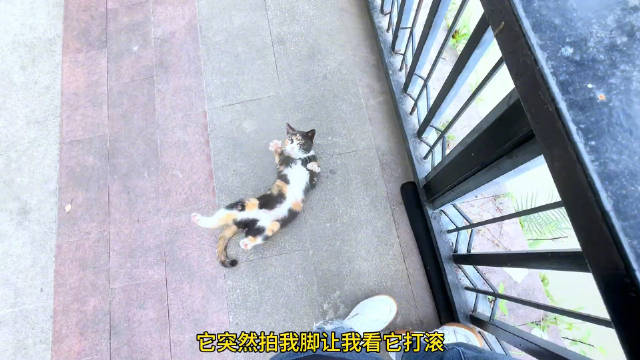 当讨好型人格钓鱼时遇见了猫，全程充满了“给，给，给，给，给…………” ​