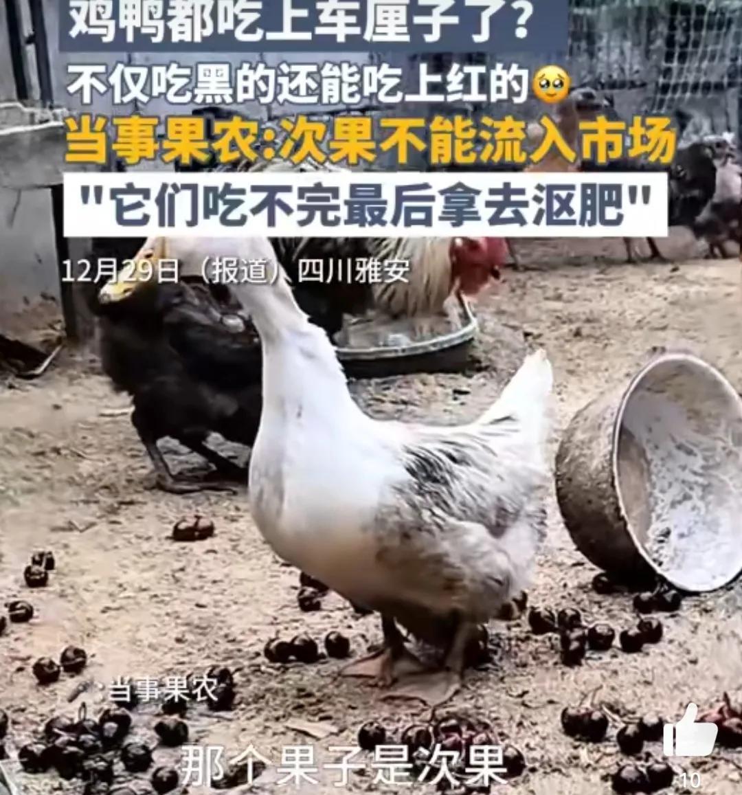四川雅安的鸡和鸭日子也是好起来了，居然吃上车厘子了。
人活得不如猪系列就算了，没