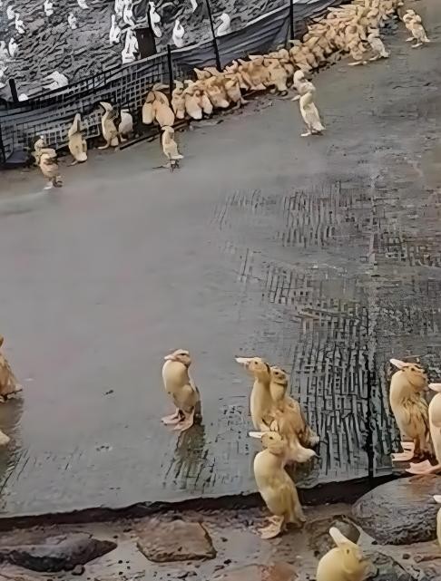 鸭鹅雨中站着不动为了保暖

                          