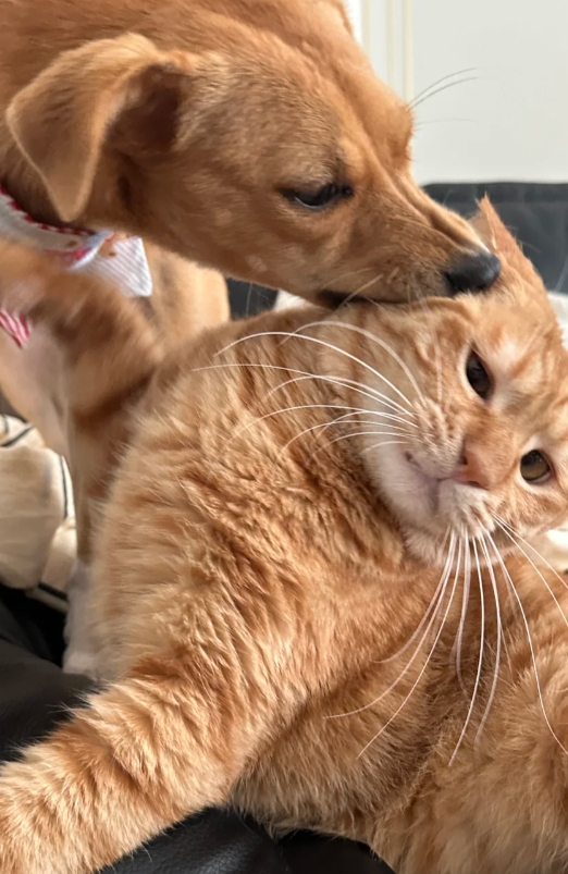 狗和猫的迷糊行为